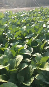 เมล็ดพันธุ์ ผักกาดกวางตุ้งบิ๊กแจ็ค (ถุงใหญ่)