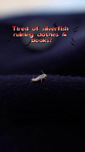 Silverfish Catcher 1-Pack for Home - Targets Damp Areas Prevents Chewed Books & Clothes Odorless