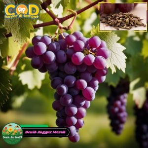 5 BUTIR BIJI BENIH TANAMAN BUAH ANGGUR MERAH
