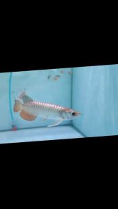 MGBB Arowana Base Crossback Blue