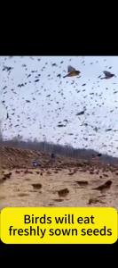 Drive away 99.9% of birds Layee Bird repellent outdoor Pigeons repellent Penghalau burung Protect flowers and crops from birds Anti bird 驱鸟神器