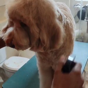 Wahl Dog Detangling Spray 350ml - Semprotan Anti Kusut untuk Bulu Anjing Anti Kusut & Gimbal Perawatan Bulu Anjing