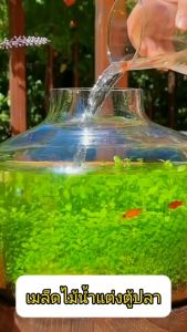 เมล็ดไม้น้ำ แต่งตู้ปลา ตู้ไม้น้ำ ตกแต่งตู้ปลา หญ้าน้ำโคลนและเมล็ดหญ้าน้ำ บำบัดคุณภาพน้ำและเลี้ยงปลาได้ตลอดทั้งปี หญ้าน้ำ