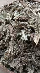 Daun Bisoro Kering / Obat Herbal Daun Bisoro Kering Alami