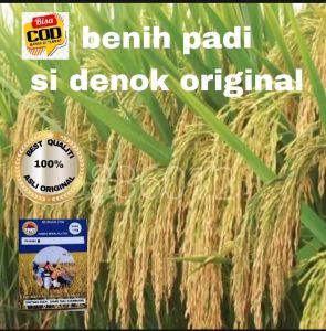 BENIH PADI SI DENOK SUPER ORIGINAL SUPER UNGGUL PER 1KG