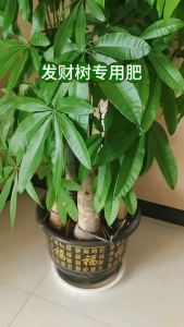 艾尚棵 发财树营养粒 Pachira Aquatica Special Fertilizer Fortune Tree Organic Fertilizer Baja Khas Pachira Aquatica Money Tree 有机肥