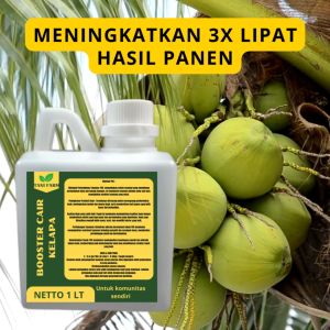 Pupuk Semprot Pelebat Buah KELAPA Pupuk Pelebat Buah KELAPA Pupuk Penyubur Buah KELAPA ZPT