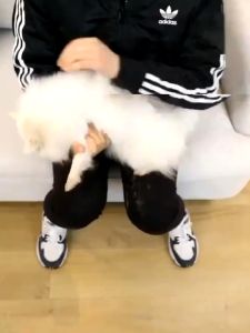 Pet Push-Pull Hair Remover Cat Hair Cleaner Two-Way Hair Remover Sofa Back and forth Push-Pull Hair Removal Sweater Hair Removal