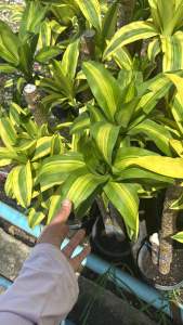 #ต้นวาสนาอธิษฐาน ต้นวาสนา Dracaena fragrans (L.) Ker Gawl. #ปลูกเลี้ยงในน้ำก็ได้ ปลูกลงดินก็ดี เจริญเติบโตได้อย่างรวดเร็ว (ไม้กระถาง)    #ต้นวาสนาอธิษฐาน มีชื่อทางวิทยาศาสตร์ ว่า ( Dracaena Fragrams) เป็นต้นไม้ที่มีความสูงมากถึง 10 เมตรขึ้นไป ลักษณะลำต้นค