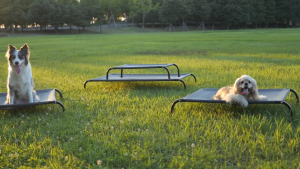 Cooling Elevated Dog Bed with Non Slip Floor Protectors Breathable Washable Mesh Raised Indoor & Outdoor Dog Cat Hammock