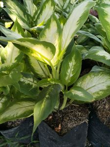 Tropical Marrian Dumb Cane
