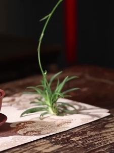 CANGHUTIANXIA | Heat-Resistant Gaiwan Tea Set