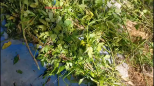 Máy băm thân cây ngôcỏ voi có lô cuốn tự động cửa phun nguyên liệu xa tiện lợi