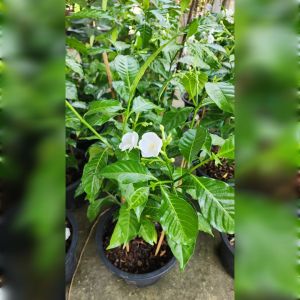 พุดนวลจันทร์​ ดอกขาวนวลสวย  ต้นแข็งแรง