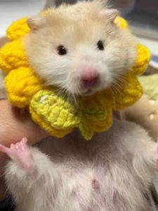 Hand Knitted Pet Clothes for Hamsters Squirrels And Other Small Animals Saliva Towels Monkeys And Other Pet Accessories