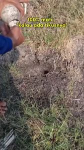 Alufos Racun Tikus/Alufos Ori Racun Tikus Membunuh TIkus Yang Membandel