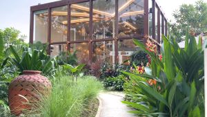 KOPIN 6 Pasang Cangkir Keramik Set Motif Labu Lis Coklat Ungu