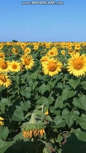 UNO Natura White Kojic Acid Soap 135g: Gentle Cleansing for Skin Whitening