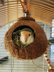 Coconut Shell Bird Nest Outdoor Parrot Pearl Bird Sleeping Quail Cage Toy Accessories Summer Woven Natural Fiber Birdhouse