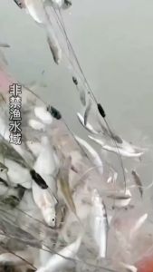 Jaring memancing jaring melekit jaring wayar jaring nelayan kecil 0.5 m hingga 2 m jaring terapung satu lapisan jaring gantung jaring karp crucian berjalur putih