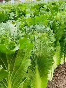 ผักผลไม้เขียวเขียวกะหล่ำปลีปลูกเมล็ดใบเขียวใบใบใบใบใบไม้ใบใบใบไม้ใบใบไม้ใบใบไม้ผลิใบใบใบไม้ผลิใบใบไม้ผลิใบผลไม้ฤดูใบไม้ร่วงโรยเมล็ดผักฤดูหนาว