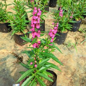 Tanaman Hias Bunga Angelonia Segar Siap Tanam – Cantik & Tahan Panas