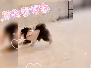 Petz Route Musical Small Dog Fluffy Toys with Rings | Animals & Fruits Design (6 Types)