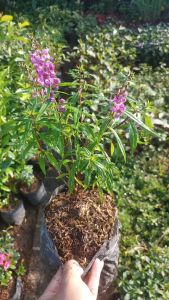 Tanaman Hidup Bunga Lavender Aroma Wangi Anti Nyamuk Bibit Lavender