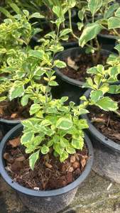 ต้นเทียนหยดด่างแคระ  ดอกม่วง กระถาง5นิ้ว  Duranta erecta L. และมีชื่อสามัญว่า Golden Dewdrop Pigeon Berry หรือ Sky flower  แตกกิ่งก้านหนาแน่น