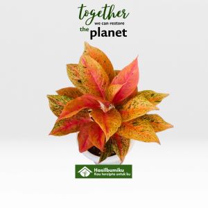 Aglonema Big Roy Ukuran Remaja/Dewasa 6-12 Daun Murah Kualitas Premium