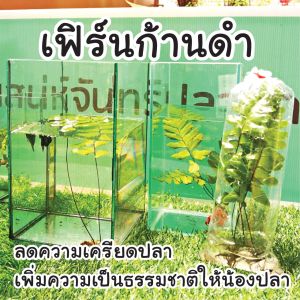 เฟิร์นก้านดำ ไม้น้ำ สำหรับปลากัด เพิ่มความเป็นธรรมชาติ ลดความเครียด ไม่ปลอดภัย สำหรับปลา