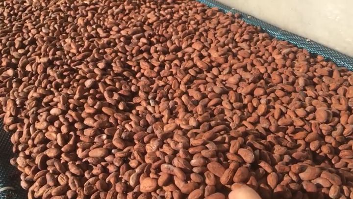 คาเคานิบส์ (Cacao Nibs) - แบบเมล็ดแตก100 กรัม ส่งตรงจากสวน รับประกันคั่วสดใหม่ทุกถุง พร้อมรับประทานหรือนำไปแปรรูปต่อได้