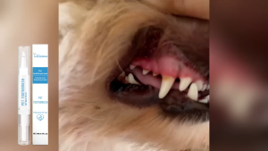 Borammy Pet Clean Teeth Gel Teeth Brushing Cleaner Gel Natural Oral Gel Dog Toothpaste Gel Pet Teeth Cleaning Gel