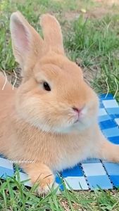 คลินิก แผ่นระบายความร้อน หนูแฮมสเตอร์เย็นลงฤดูร้อนสัตว์เลี้ยงลดอุณหภูมิ ราคาเสริมสวย ราคาถูก