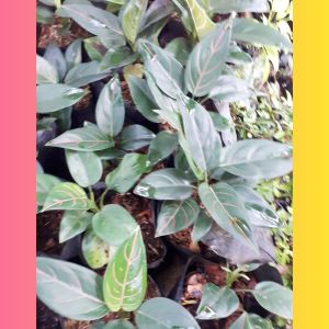 tanaman hias aglonema rotundum aceh