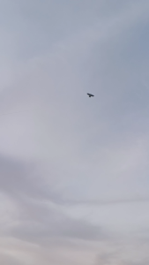 Layangan motif Elang Burung hantu Ikan Benang Kenur Rollan benang Gulungan Benang