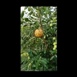 กาวดักแมลงหวี่ 8ซม ทีดักแมลงหวี่ กำจัดแมลงหวี่ ยาฆ่าแมลงหวี่ ยาดักแมลงผัก กาวดักแมลงวัน กางดักแมลง