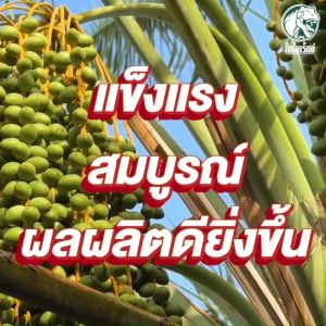 ฮิวมิกอ้อย แก้ดินเปรี้ยว ดินเค็ม ปรับสภาพดิน ช่วยให้รากเดินไว ขยายปล้อง ลำใหญ่ แก้ปัญหาโตช้า เพิ่มผลผลิตลดต้นทุน  ทาร์โบ ฮิวมิก 1 กิโลกรัม