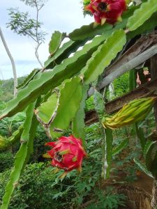 Promo Termurah Bibit Buah Naga Merah Berkualitas Bibit Buah Naga Merah Pilihan Per Batang 35 Cm
