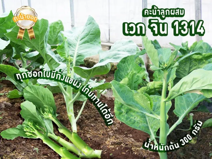 เมล็ดคะน้ายอด พันธุ์ลูกผสม จากไต้หวัน ลำต้นอวบใหญ่ กรอบนุ่ม