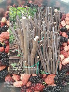 Bibit cutting murbei paket 12 bibit