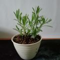 tanaman Lavender english lavandula asli daun harum. 