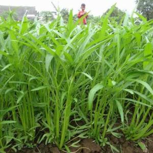Biji kangkung super pilihan