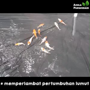 Plastik UV Hitam 100micron 4 x 15 meter Untuk Kolam/Tambak