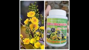 Kích ra hoa mai vàng siêu tạo nụ kích ra hoa tạo nhiều nụ kim sai nụ 100gr Minh Hân Garden