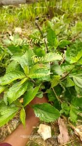 PAKET Daun Keji beling & Kumiskucing Herbal Obat Kesehatan Alami