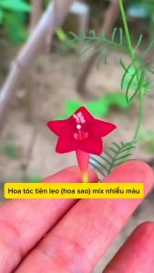 Hạt giống hoa tóc tiên leo giàn gói 50 hạt