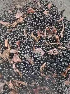 Healthy Nutritious Ready-to-eat Black Bean & Chinese Angelica Snack