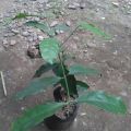 bibit melinjo Tangkil I tanaman pohon melinjo siap di tanam.. 
