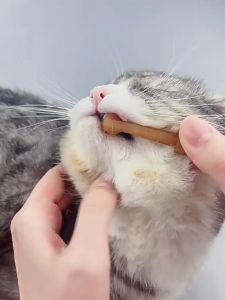 Bộ bàn chải đánh răng bằng silicon kèm kem đánh răng cho Chó Mèo Borammy (mẫu mới) - Hara Pet Store